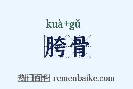 胯骨是什么意思的图片